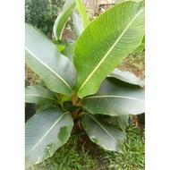 (Ukuran Kecil) Heliconia Indica Bangkok Striata/Pisang-Pisangan