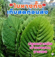 ใบกระท่อมสด (ใบรวม) 1 กิโล