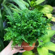 GPS Green Plant Society live plant Nephrolepis Fern