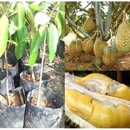 Anak Pokok Durian Monthong D159 (Kahwin)