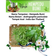 HEMPEDU BUMI