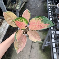 Aglaonema Sultan brunei besar