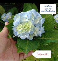 ไฮเดรนเยีย Hydrangea ดอกไฮเดรนเยีย พันธุ์ไทย ต้นไฮเดรนเยีย เลี้ยงง่าย ออกดอกเร็ว เหมาะกับเมืองร้อน ส