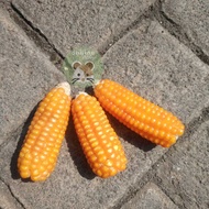 [ONDINE PETSHOP] LARGE JUMBO DRIED CORN FOR HAMSTER BITES