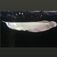 Hokii Fish - arwana silver Red /silver Brazil 11-12 CM