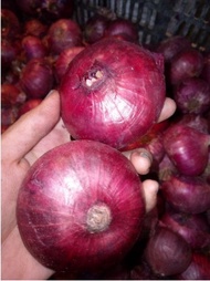 👍 bawang merah india 1 kg - 500 gram bawang india