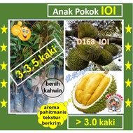 Pokok Besar DURIAN IOI (3.0-3.5 kaki)  D168 101榴莲树苗 Sapling Durian IO