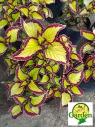 Mayana Coleus Yellow Lace Mother Plant (Rare Mayana) with FREE plastic pot, and garden soil (Outdoor Plant, Real Plant, Live Plant and Limited Stock) - Plants for Sale