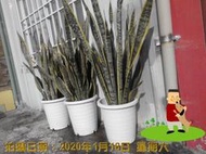 大盆 黃邊虎尾蘭 植株高度大約90公分以上 高種 (台中市太平區)