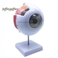 6X Enlarged Human Eye Anatomical Model,Anatomically Accurate Eye Model Human Eye Anatomy for Science