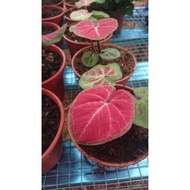 CALADIUM  DAUN MERAH BULAT