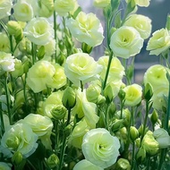 洋桔梗花种子四季开花种孑种籽子盆栽室内鲁冰花虞美人食用易活Eustoma grandiflorum flower seed four seasons flowering seed seed202509