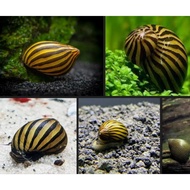 algae cleaner 5nerite aquarium accessories