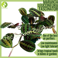 [LOCAL SELLER - Live Plant] [Local Seller] Maranta leuconeura Fascinator  Indoor Outdoor Plant Pot S