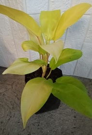PHILODENDRO ORLANDO- LEMON LIME AND GREEN  ORLANDO- BURLE MARX -SUPER ATOM - ROOTED PLANT INDOOR OR 