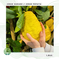 Benih Bibit Biji - Buah Jeruk Sukade / Jeruk Pepaya Citrus (Citrus medica) Fruit Seeds - IMPORT