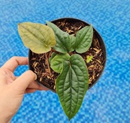 (FREE ongkir)!!! anthurium sirih - tanaman hias anthurium sirih