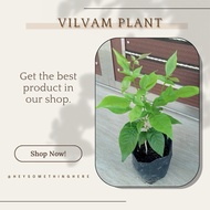 VILVAM TREE (வில்வம்)/BILVA TREE/VILVAM PLANT/INDIAN BAEL/AEGLE MARMELOS