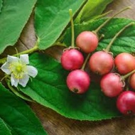 Daun pokok ceri kampung 100 helai