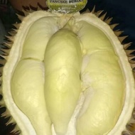 👍 Duren Montong Palu Utuh / Durian Mateng Pohon