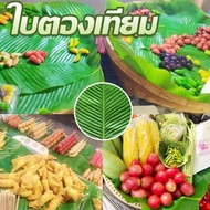 【Ganggang】COD  ใบตองปลอม  ใบตองเทียม ใบตอง สด ธรรมชาติ ใบตองพลาสติก ใบกล้วย Banana Leaf