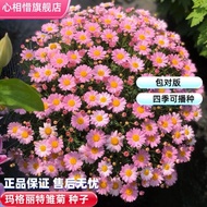 Pack Pair Version Margarita Seeds Daisy Seeds Cold-Resistant Years New Style Indoor Balcony Courtyar