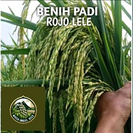 BENIH BIBIT PADI ROJO LELE SUPER BERKUALITAS KEMASAN 2KG