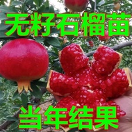 Benih Bunga yang Diimport Pohon Buah enih Anggur Pokok Persik unga Begonia uah AraDelima Benih Pomegranate Miao Diens So