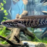 chana asiatica ws pure 6-12cm