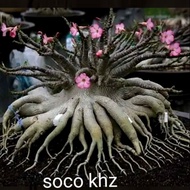 Adenium soco khz  5 seeds from Thailand泰国富贵花种子/沙漠玫瑰 新鲜种子bunga kemboja