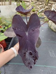 找靈感|觀葉植物|黑珊瑚水芋|5吋盆