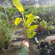 Keratan pokok philodendron erubescens Malay Gold/lime