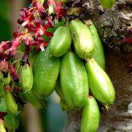 Anak Pokok Belimbing Buluh Hybrid