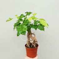 TKL - Indoor Live Plant Radermachera Root 提根绿宝/幸福树