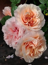 [Cây giống hoa] Hồng Kizuna size chậu C9 - CayGiongTot