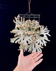 Mew 孢子苗 鹿角有毒Sabudi 侏儒鹿角蕨