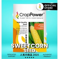 (100 GRAM) Biji Benih Jagung Manis Big Sweet 甜大棒 SC832 CROP POWER F1 HYBRID Sweetcorn Seed 甜玉米种子 SC 