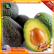 Anak Pokok Avocado Hass Pokok Kawin (Grafted)