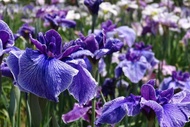 精選●東京菖浦花祭～日光東照宮、川越小江戶、台場鋼彈購物、和牛溫泉5日