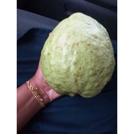 pokok jambu batu lohan