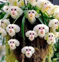 Tanaman Anggrek Dendrobium white monkey / Bibit Anggrek Dendrobium
