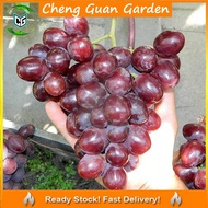 Anak Pokok Anggur Everest Grape Sapling Pokok Premium