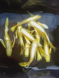 24k Full Gold Guppy (Pair)