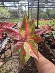 Aglaonema Shakuntala