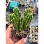 Cactus Euphorbia fruiticosa