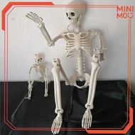 Human Torso Skeleton Model 90/ 40CM Human Skeleton Skeleton Frame Adult Educational Teaching Aid