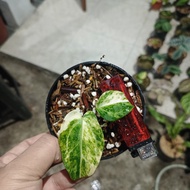 anthurium kuping gajah silver blush varigata