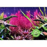 Rotala Blood Red SG (submerged)
