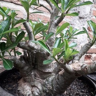 bonsai adenium umur 30 tahun