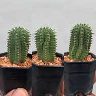 Euphorbia Spiralis